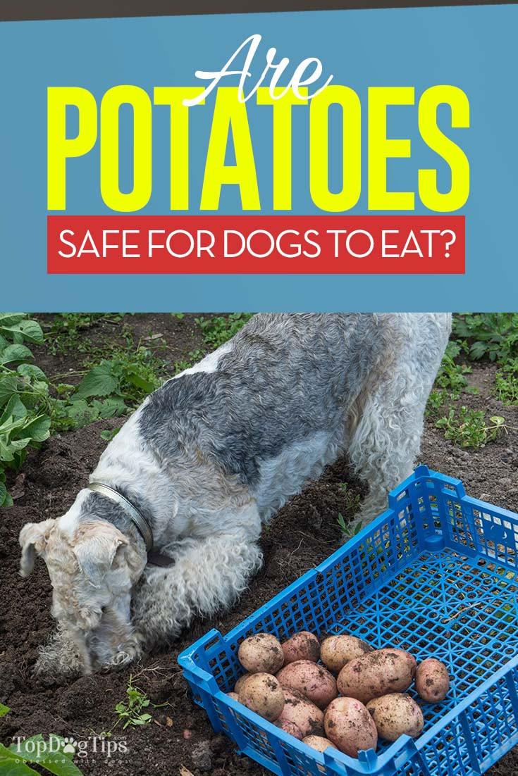 Can Dogs Eat Potato Chips
 Potatoes for Dogs 101 Can Dogs Eat Potatoes