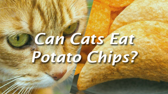 Can Dogs Eat Potato Chips
 Can Cats Eat Potato Chips