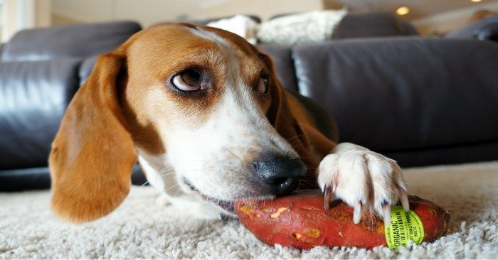 Can Dogs Eat Potato Chips
 Can My Dog Eat That A Definitive Guide to Foods Dogs Can