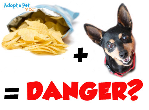 Can Dogs Eat Potato Chips
 Are potato chips dangerous for dogs Adopt a Pet Blog