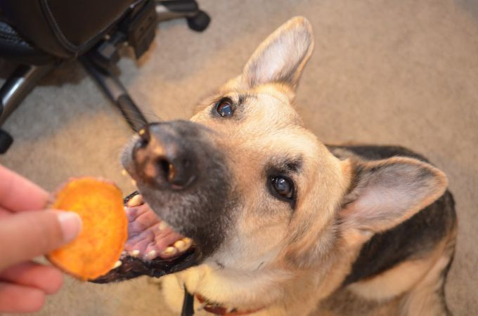 Can Dogs Eat Sweet Potato Skins
 Can Dogs Eat Potatoes Type of Potatoes that is Good for