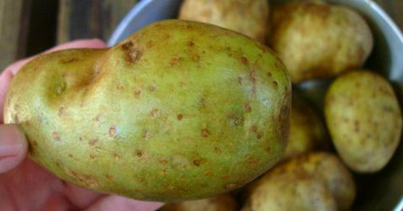 Can You Eat Potato Skin
 If You Spot A Potato That Looks Like This You Might Have