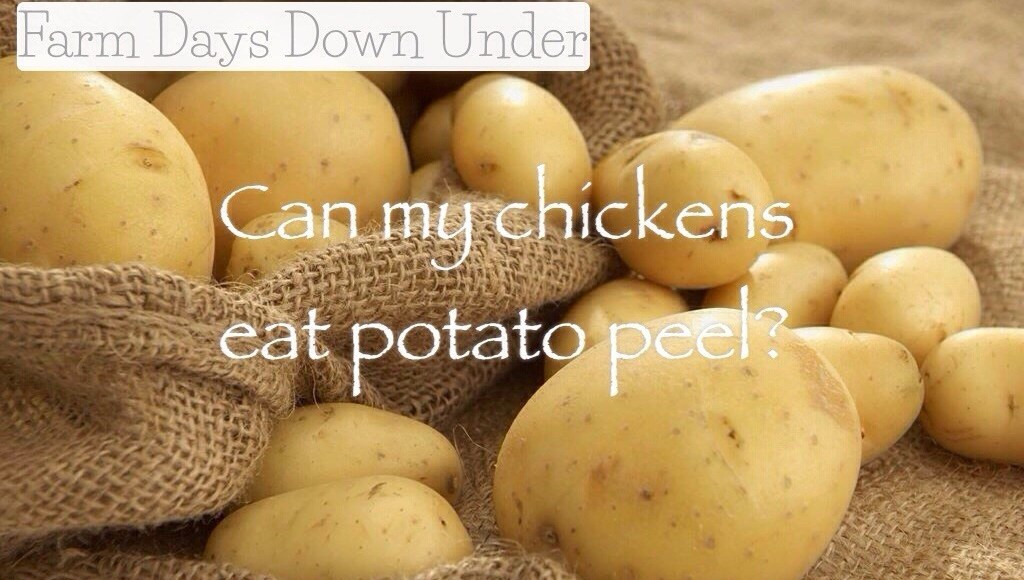 Can You Eat Potato Skin
 Can Chickens Eat Potato Peel Farm Days Down Under