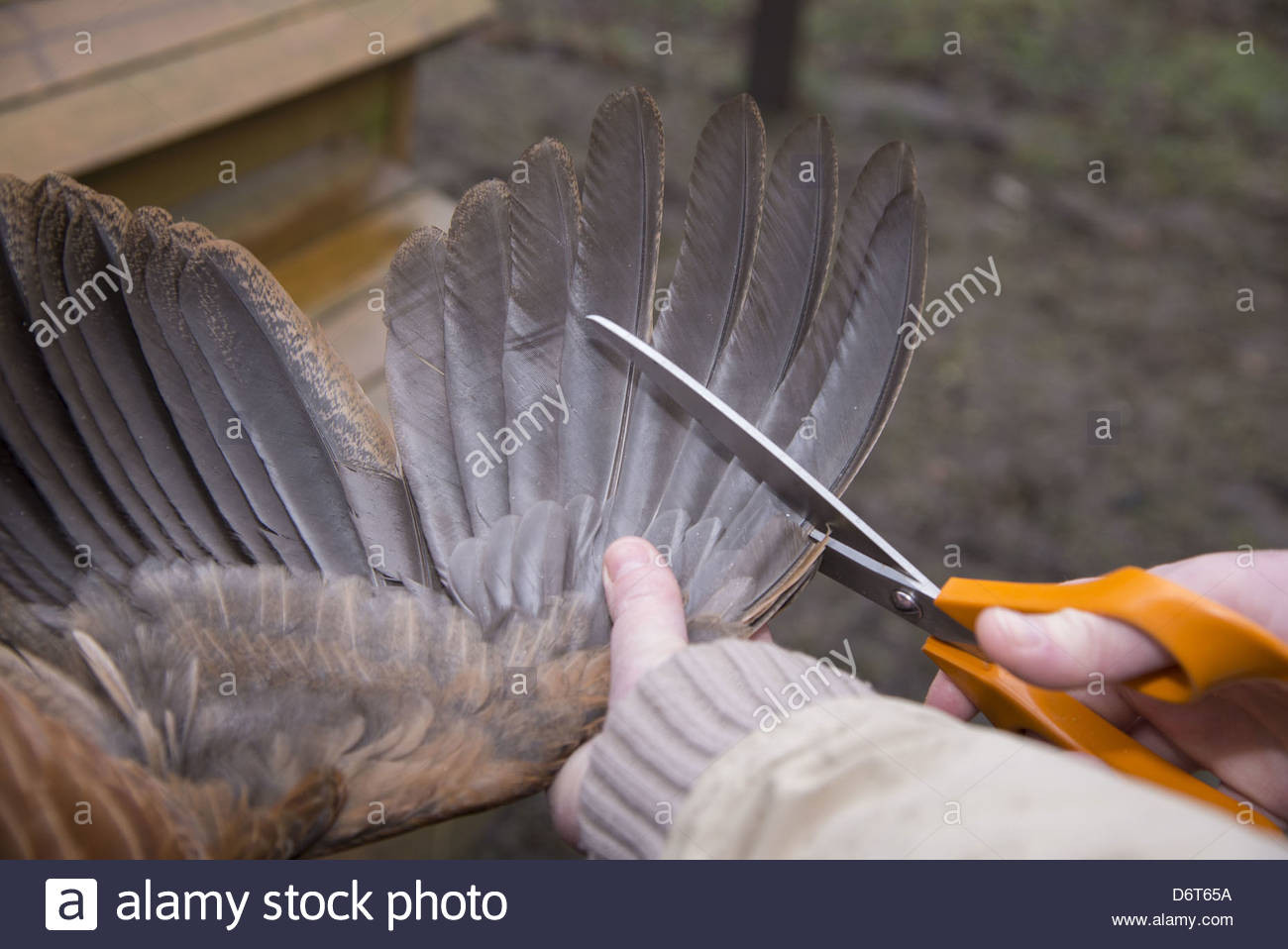 Clipping Chicken Wings
 Domestic Chicken hen wing clipping using sharp scissors