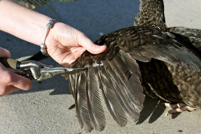 Clipping Chicken Wings
 17 Best images about chickens on Pinterest