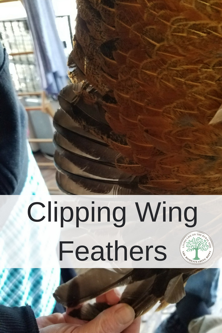 Clipping Chicken Wings
 Clipping Chicken Wings How And Why You Should The