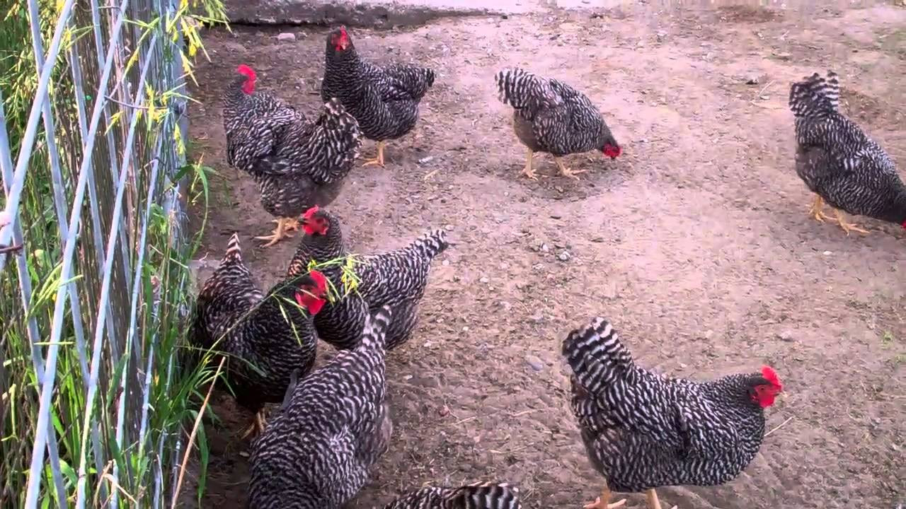 Clipping Chicken Wings
 Clipping chicken wings the correct way