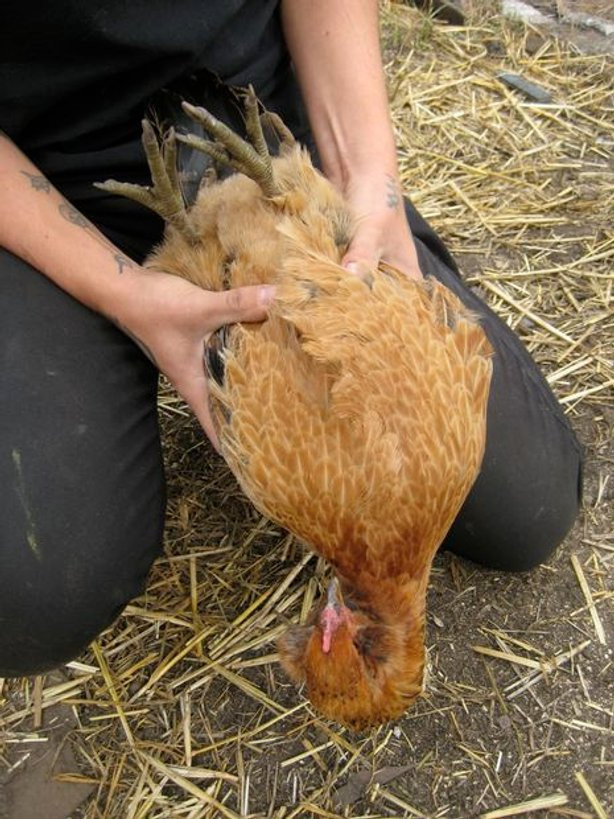 Clipping Chicken Wings
 Clipping Chicken Wings 2