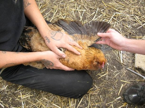 Clipping Chicken Wings
 Clipping Chicken Wings