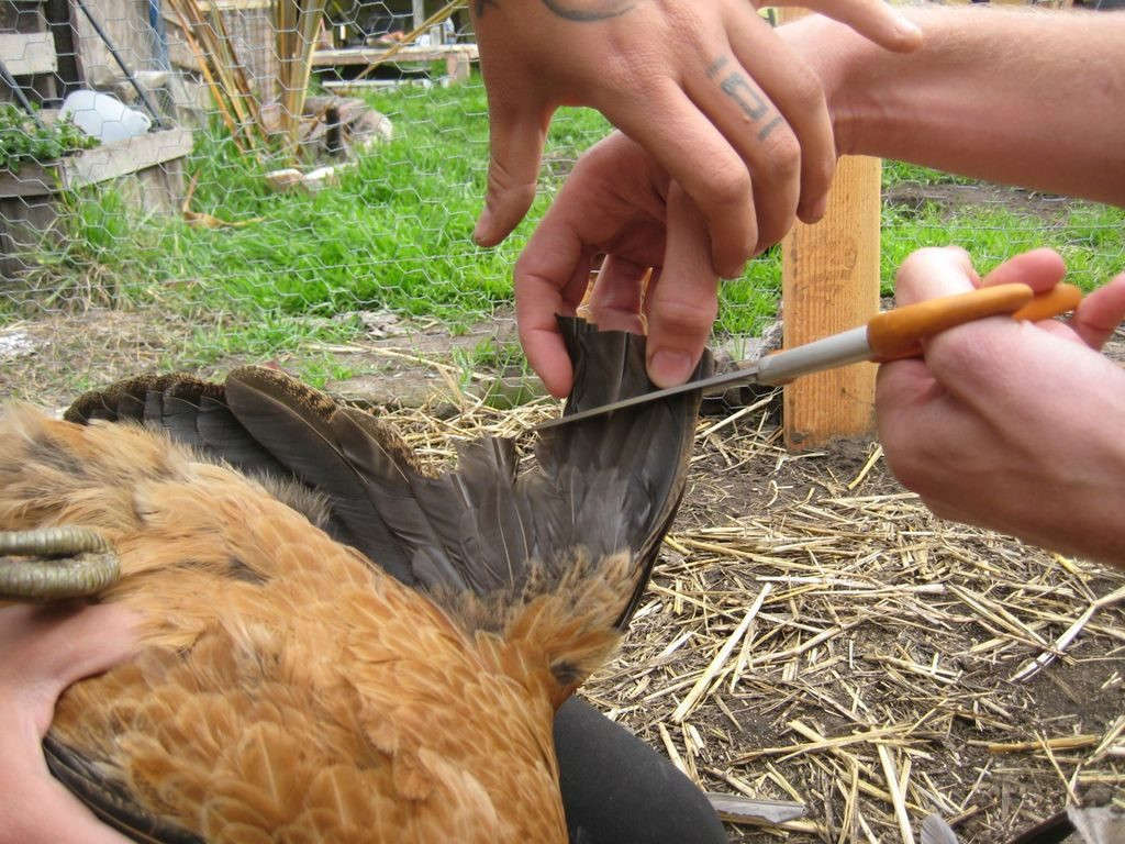 Clipping Chicken Wings
 How to Clip Wings on Chickens and Ducks – 101 Ways to Survive