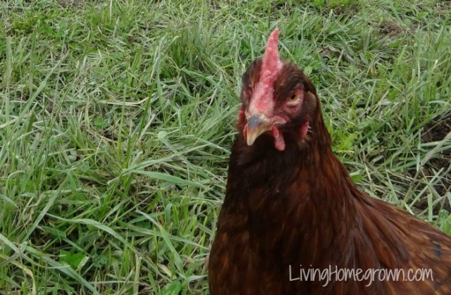 Clipping Chicken Wings
 Living Homegrown