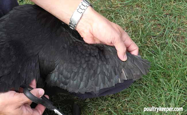 Clipping Chicken Wings
 How to Clip a Chicken s Wing