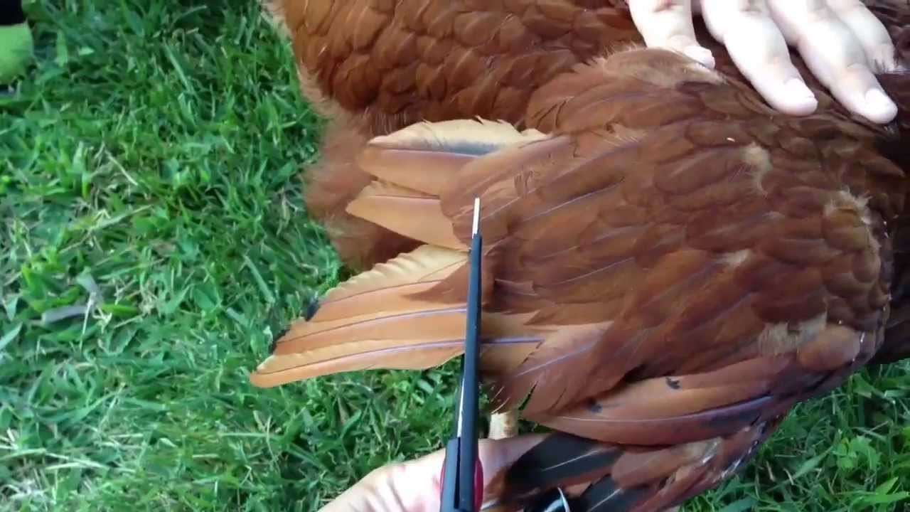 Clipping Chicken Wings
 How to Clip Trim a Chicken s Wings