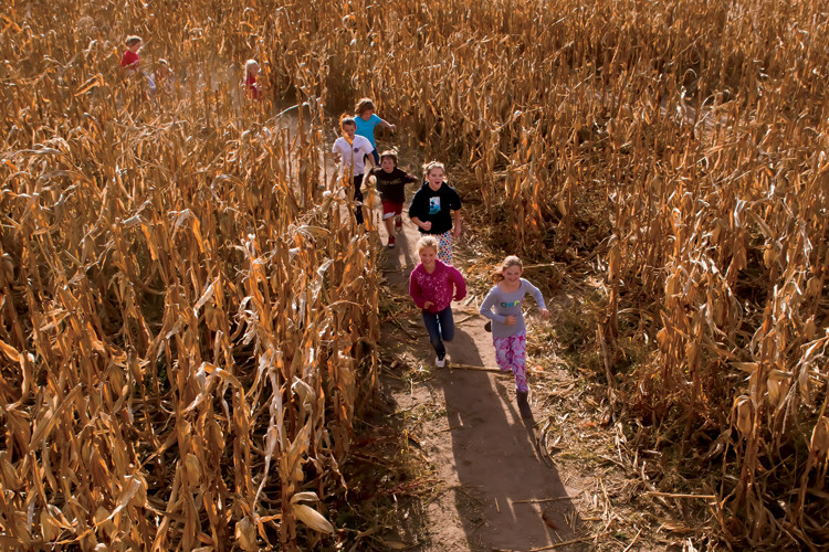 Corn Maze Indiana
 Lessons in Labyrinths Corn Mazes Amaze and Educate Visitors
