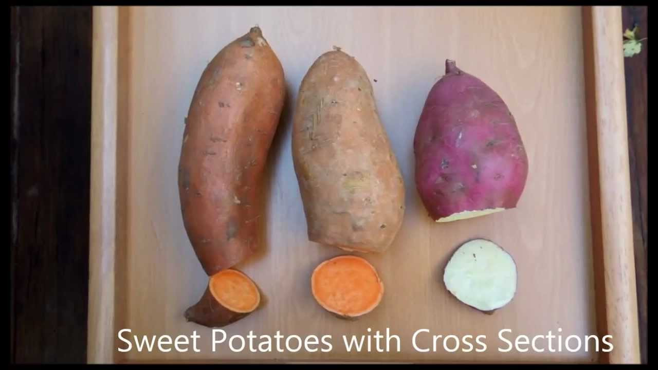 Difference Between A Yam And A Sweet Potato
 What Is the Difference between a Sweet Potato and a Yam