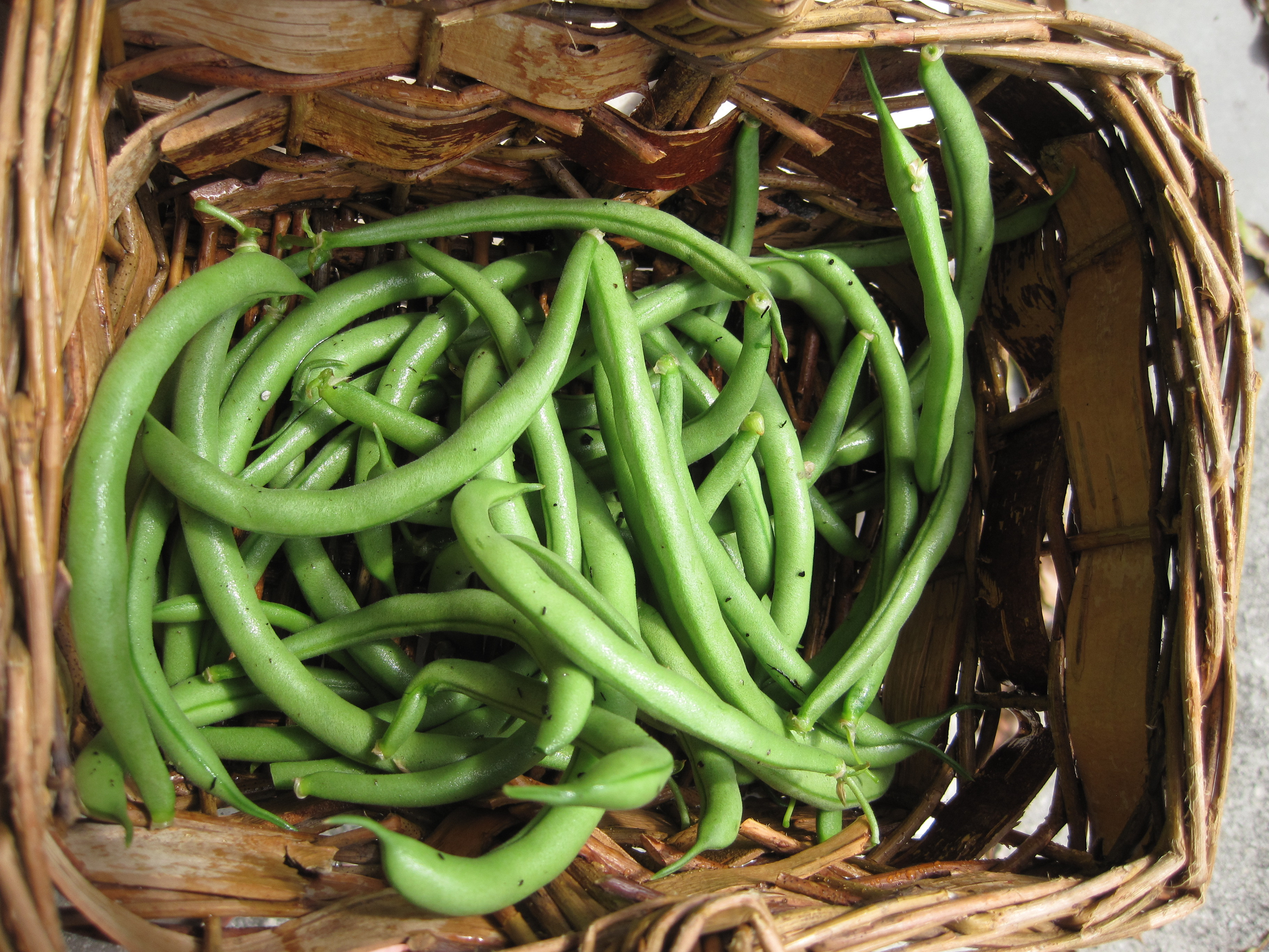 Green Bean Plants
 Green Beans… from Plant to Plate in 40 Minutes