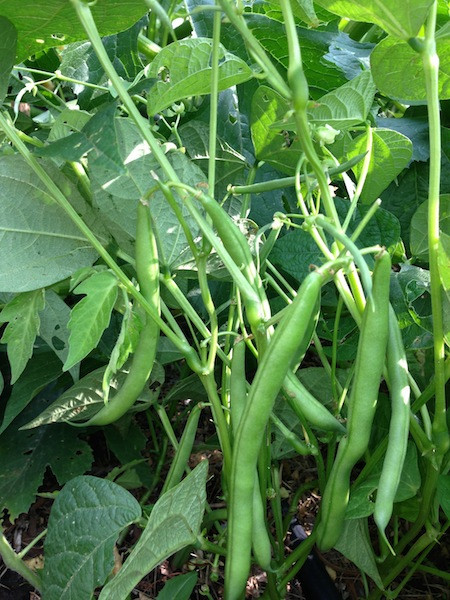 Green Bean Plants
 green beans