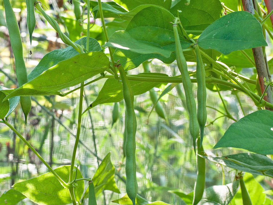 Green Bean Plants
 Growing Green Beans in Your Garden