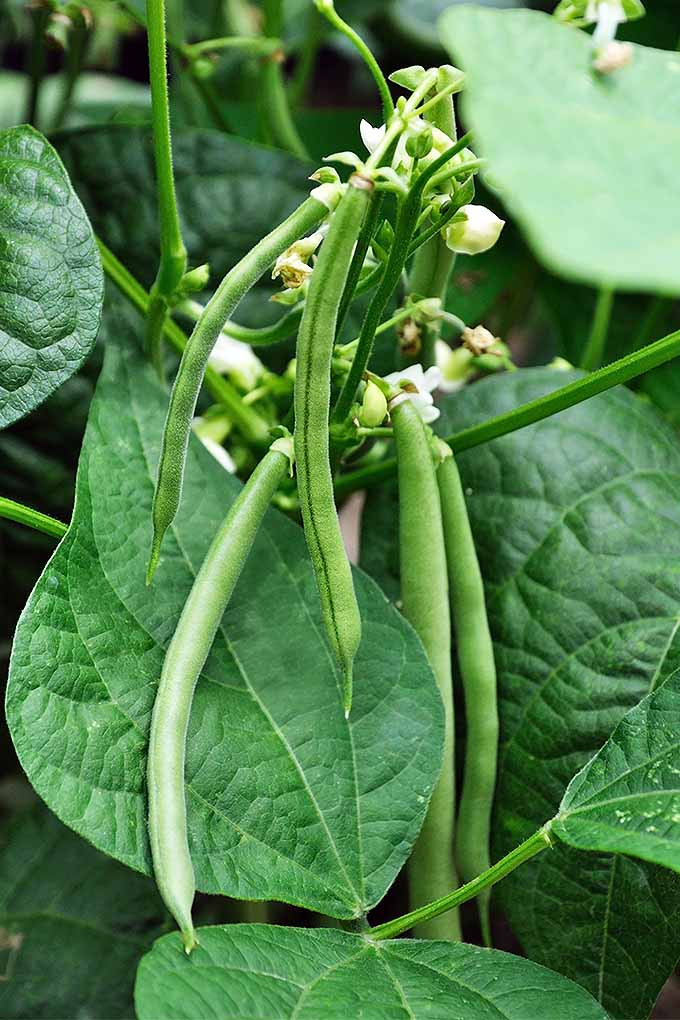Green Bean Plants
 How to Grow Green Beans for a Win in the Garden