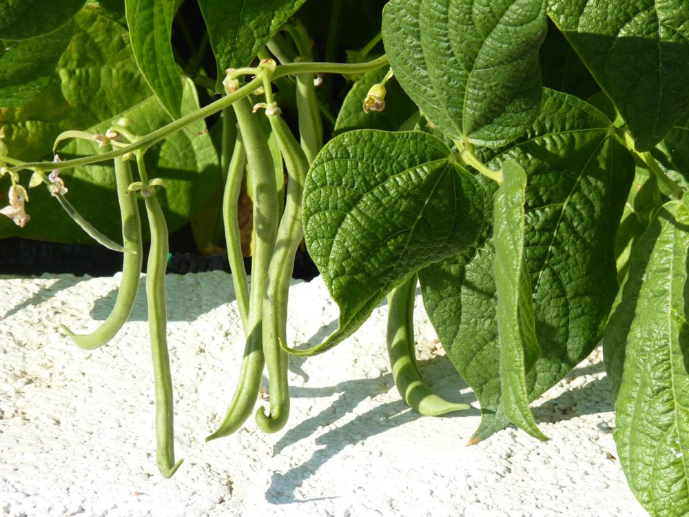 Green Bean Plants
 15 Easiest Ve ables To Grow To Get a Fruitful Start