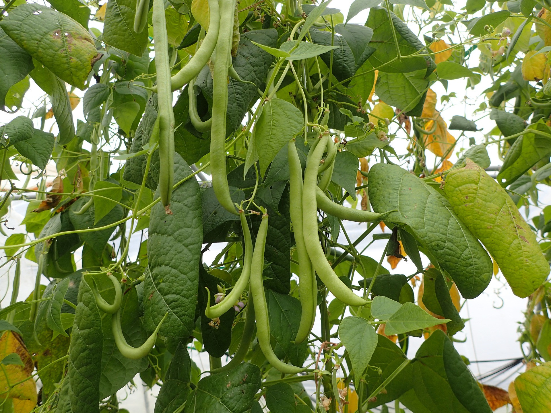 Green Bean Plants
 Beans Planting Growing and Harvesting Bean Plants