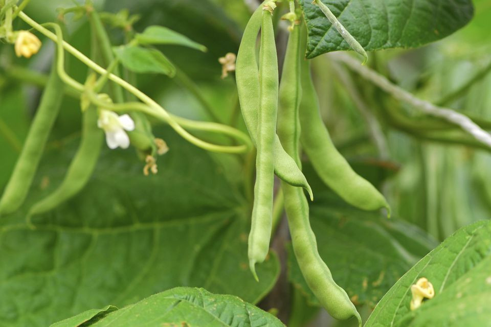 Green Bean Plants
 The Best panion Plants for Pole Beans and Bush Beans