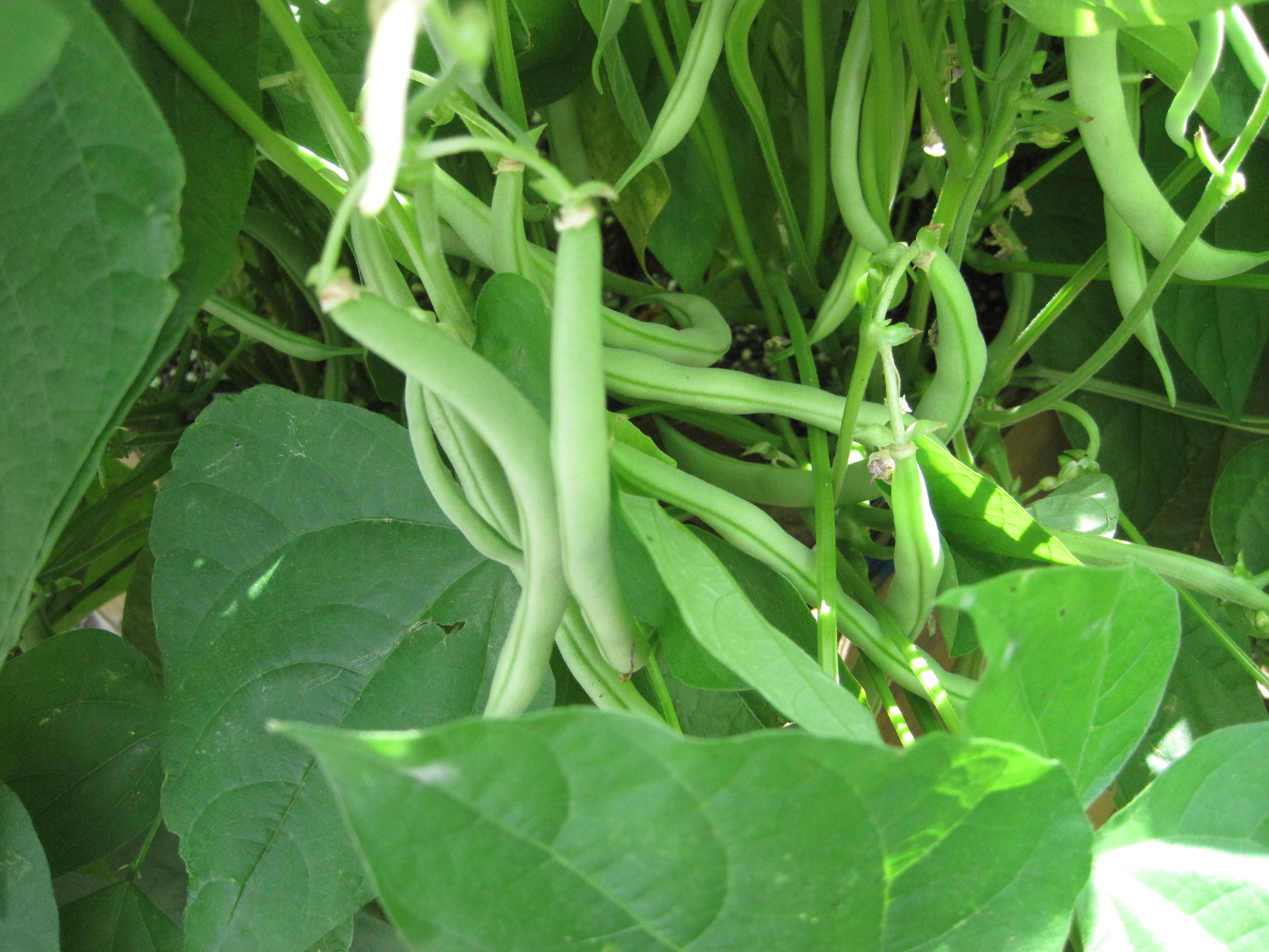 Green Bean Plants
 Canning Green Beans