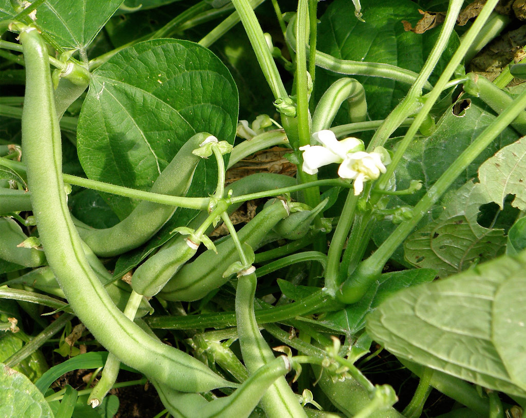 Green Bean Plants
 Growing Snap Beans Bonnie Plants