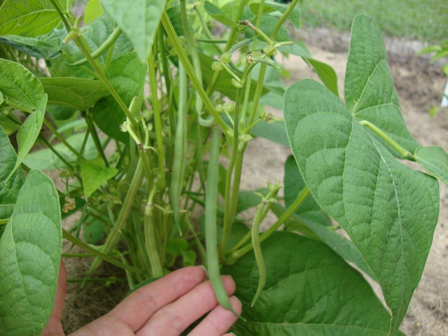 Green Bean Plants
 How to Seed and Grow Green Beans at Home Picture Tutorial
