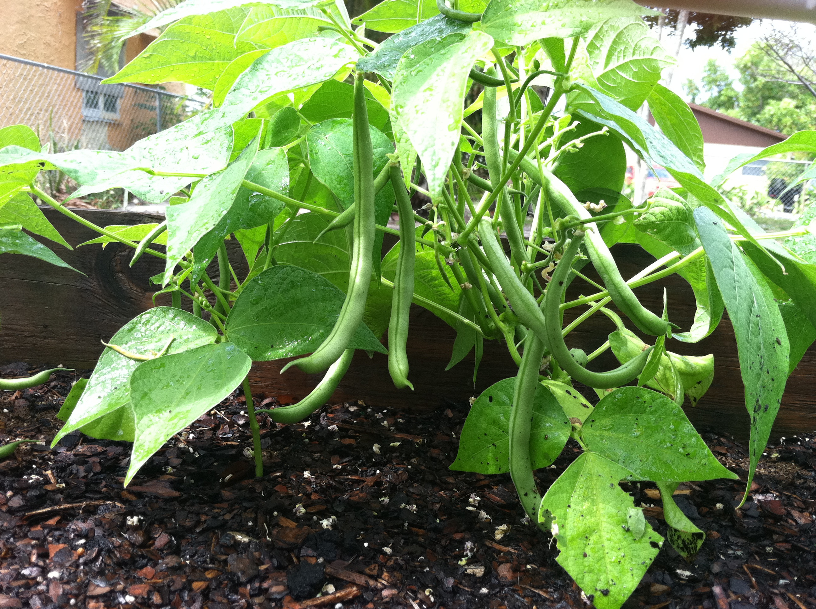 Green Bean Plants
 Green Beans… from Plant to Plate in 40 Minutes