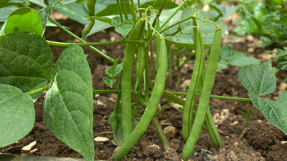 Green Bean Plants
 How to grow French beans RHS Gardening