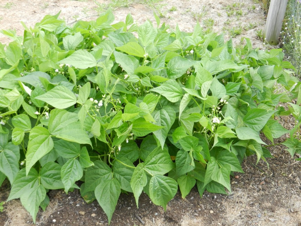 Green Bean Plants
 How to Seed and Grow Green Beans at Home Picture Tutorial