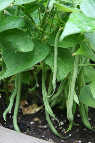 Green Bean Plants
 Skippy s Ve able Garden July 2007