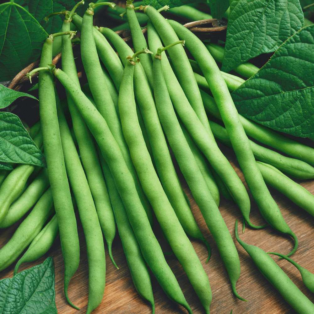 Green Bean Seeds
 160 Provider Green Bean Seeds Gold Vault Jumbo Seed