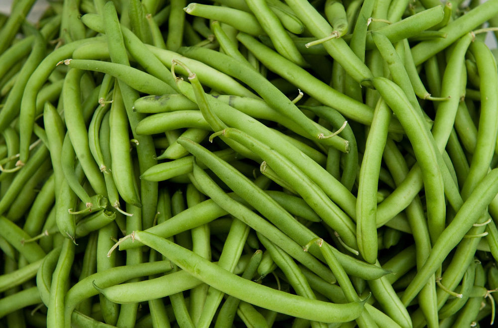 Green Bean Seeds
 Green Bean Seed Tenderette Green Beans Fresh Seed FREE