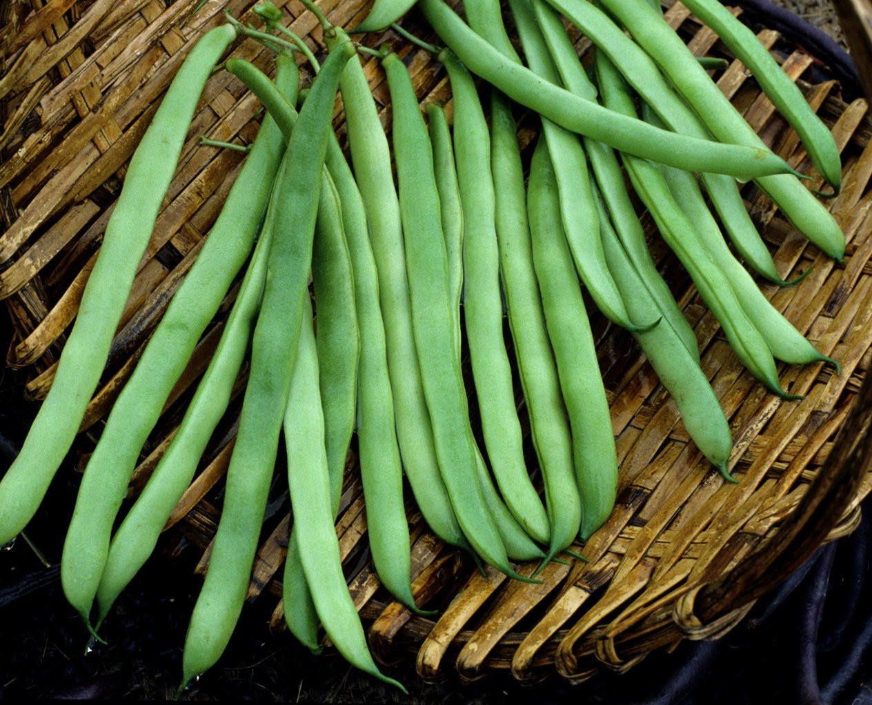 Green Bean Seeds
 75 Heirloom Pole Green Bean Seeds Kentucky Wonder