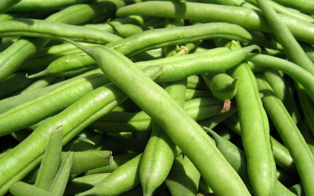 Green Bean Seeds
 Green Bean Seed Landreth Stringless Bean seeds Fresh Seed