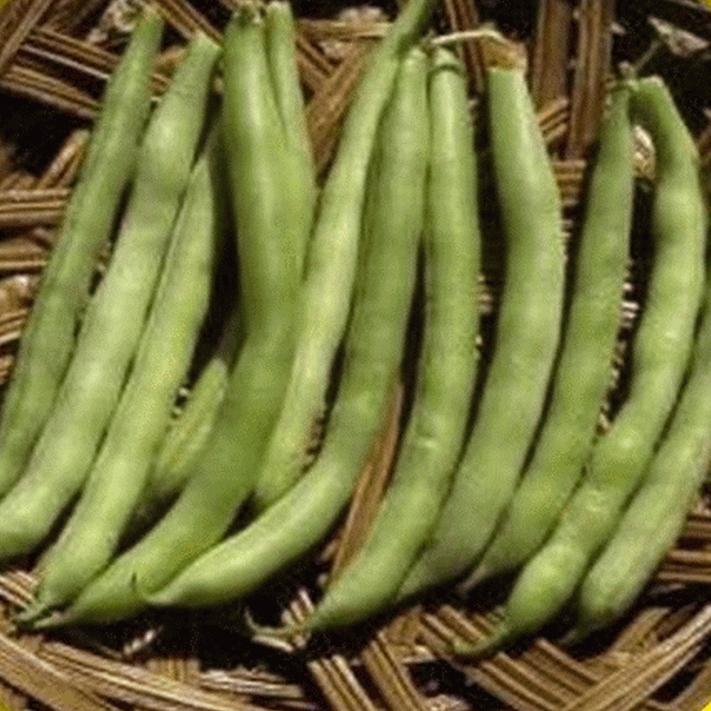 Green Bean Seeds
 Green Bean Seeds Slenderette