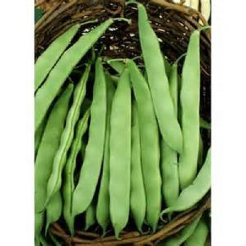 Green Bean Seeds
 100 Seeds Roma II bush green bean seeds New seed for 2017