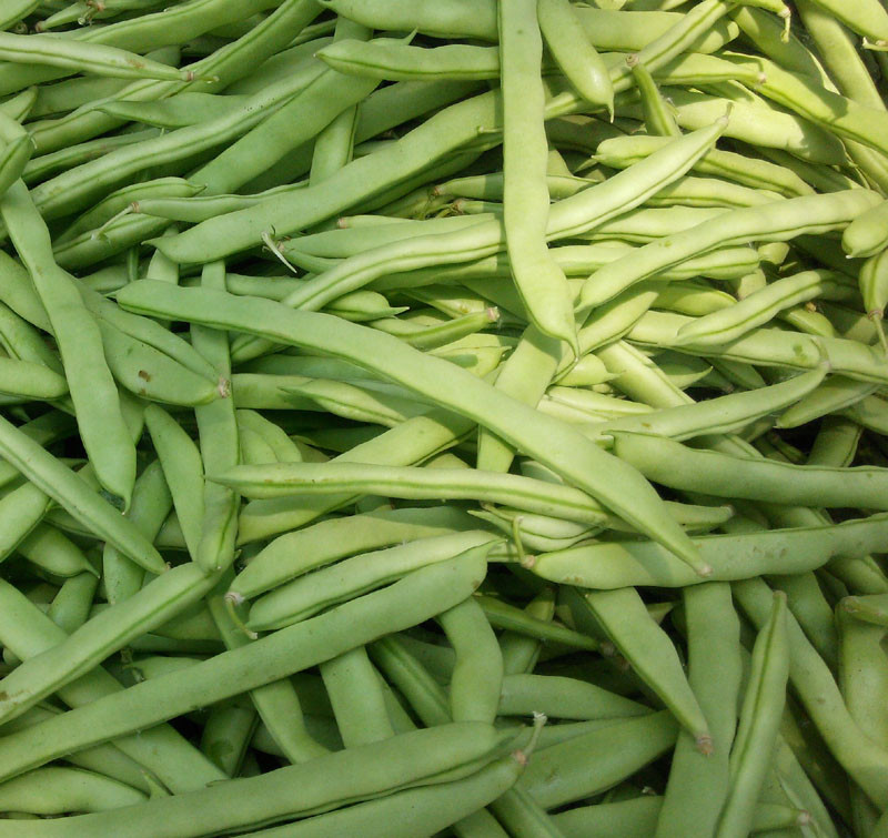 Green Bean Seeds
 Green Bean Seed 15 Seeds Snap Bean Phaseolus Vulgaris L