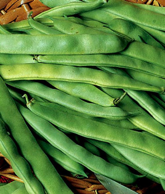 Green Bean Seeds
 75 Heirloom Bush Green Bean Seeds Roma II Heirloom