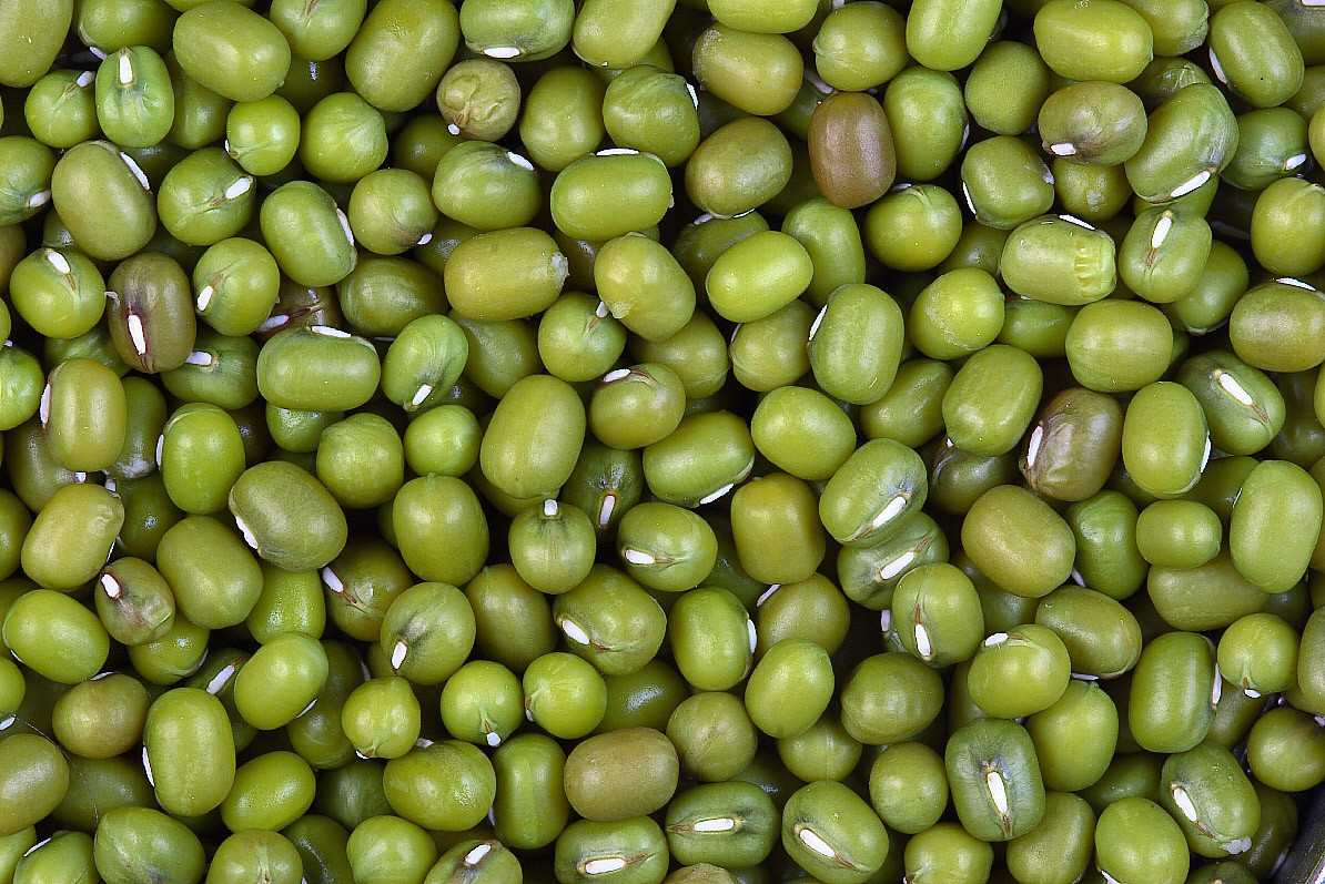 Green Bean Seeds
 Mung bean