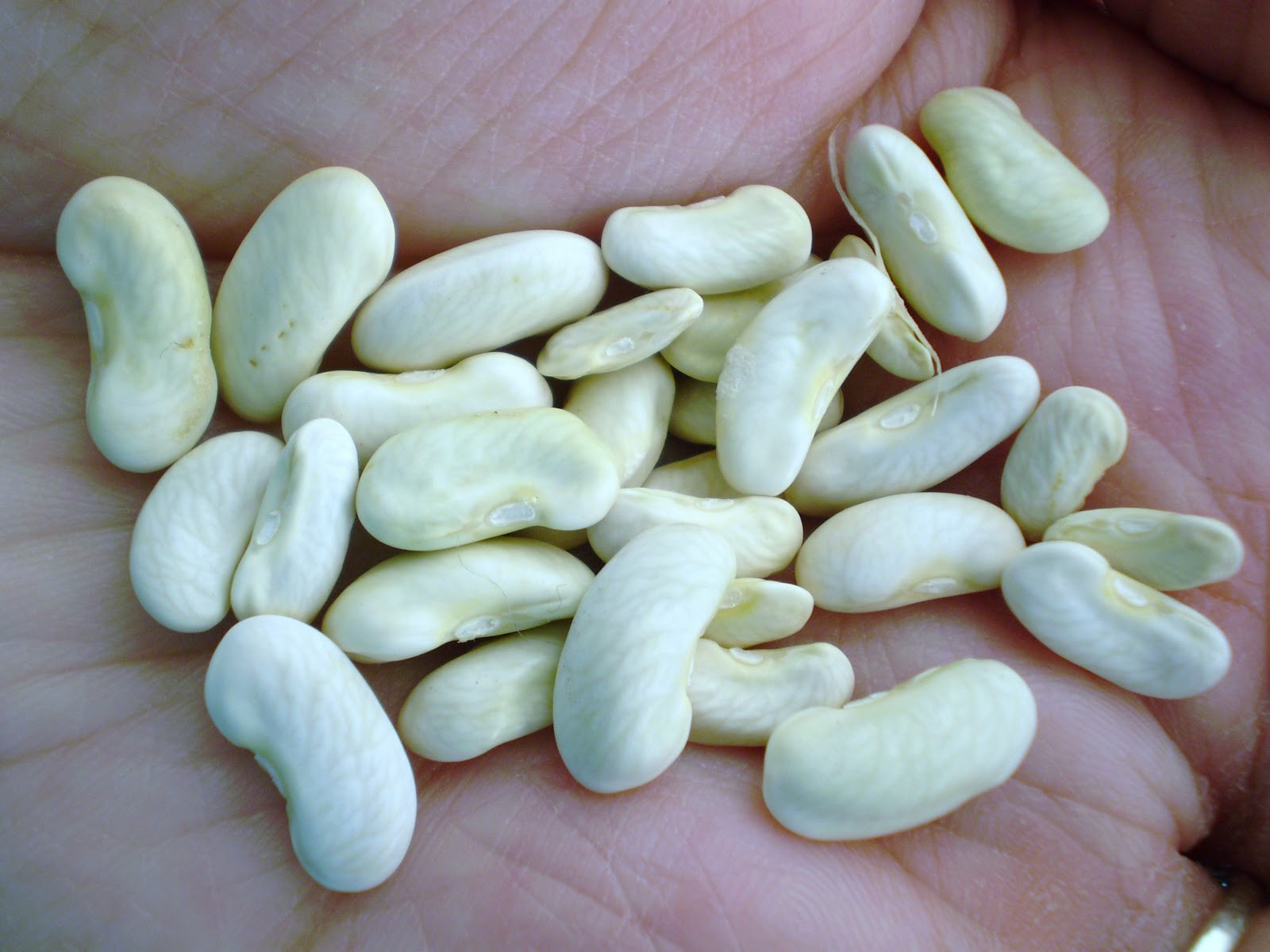 Green Bean Seeds
 Green Jean bean seed