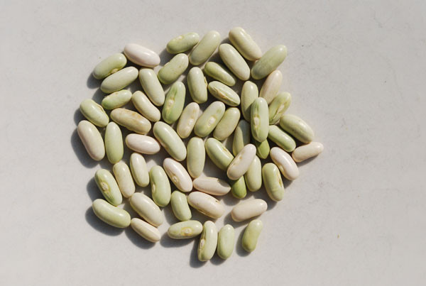 Green Bean Seeds
 Green Bean Varieties Types of Green Beans