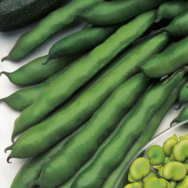 Green Bean Seeds
 Broad Bean Seeds Imperial Green Longpod Dobies