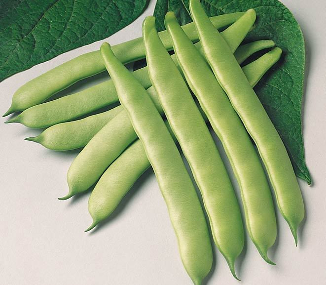 Green Bean Seeds
 Green Bean Seed Furano Green Bean Seeds Fresh Seed FREE