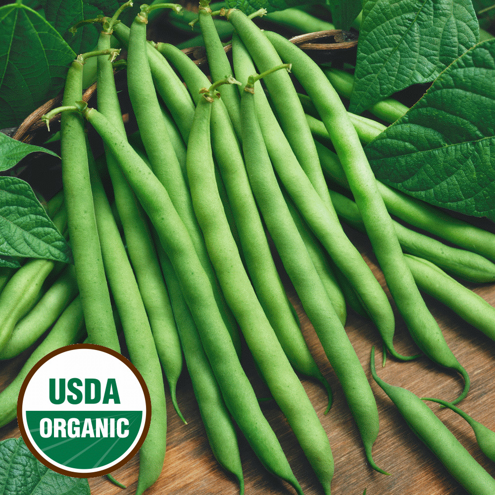 Green Bean Seeds
 Organic Green Bean Seeds Organic Provider