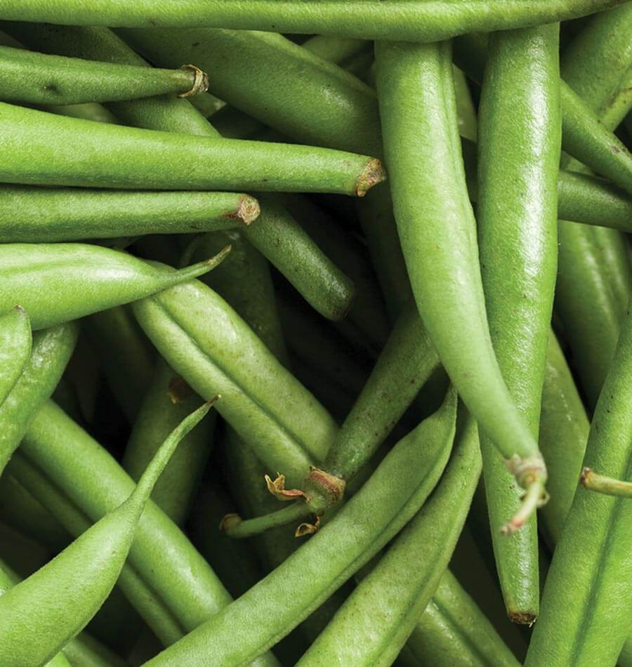 Green Bean Seeds
 Strike Bush Bean Seeds