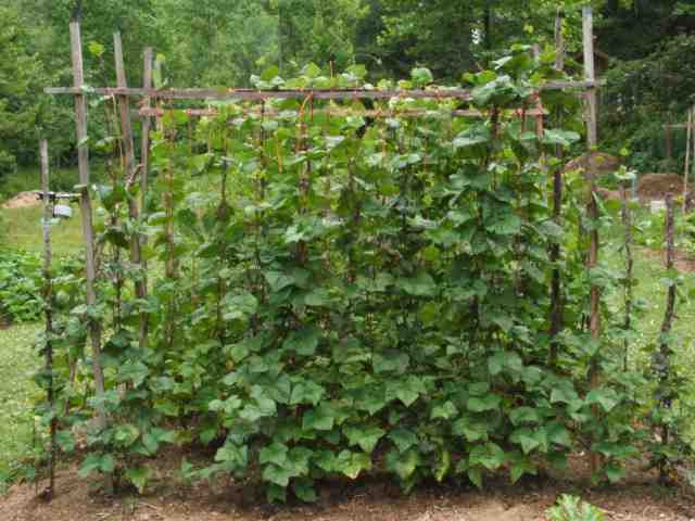 Green Bean Trelis
 Simple trellis for green beans organic forum at permies
