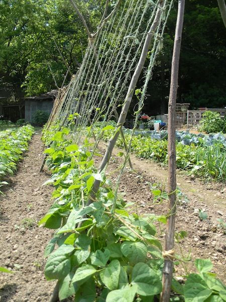 Green Bean Trelis
 This is a green bean trellis that worked very well for us